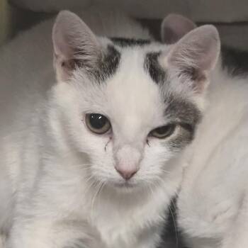 Sammy -  Domestic Short Hair Cat for Adoption in Kennebunk, Maine - Sammy | PetCurious