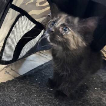 Cole -  Domestic Short Hair Cat for Adoption in Des Moines, Iowa - Cole | PetCurious
