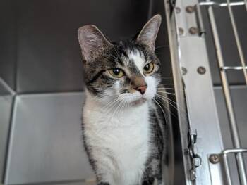JENNIFUR -  Domestic Short Hair Cat for Adoption in Camarillo, California - JENNIFUR | PetCurious