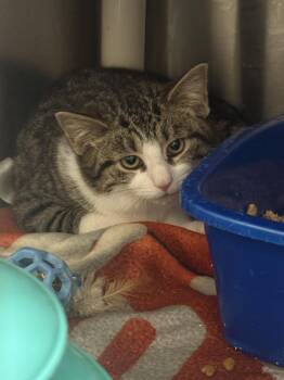 Domestic Short Hair Cats Available for Adoption in Holbrook, New York - MIKO | PetCurious