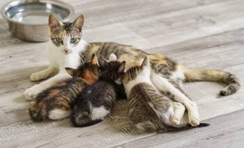Aurora -  Calico and Tabby Cat for Adoption in Lampasas, Texas - Aurora | PetCurious