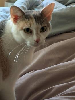 Rescue Domestic Short Hair Cats for Adoption in Blaine, Minnesota - Annie | PetCurious