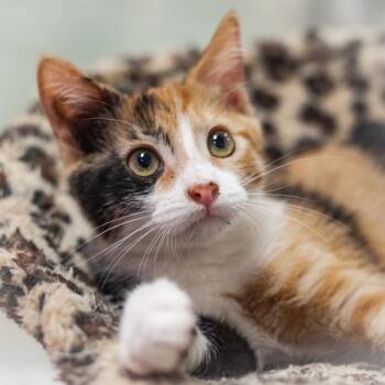 Penny -  Domestic Short Hair Cat for Adoption in St. Augustine, Florida - Penny | PetCurious