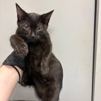 Toyotathon -  Domestic Short Hair Cat for Adoption in Columbiana, Alabama - Toyotathon | PetCurious