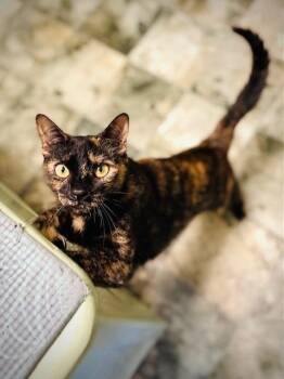Kiki -  Domestic Short Hair Cat Available for Adoption in Duxbury, Massachusetts - Kiki | PetCurious