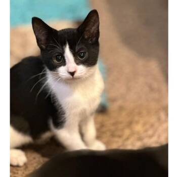 Rescue Domestic Short Hair Cats for Adoption in Washougal, Washington - Boots | PetCurious
