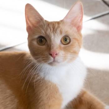 Domestic Short Hair Cats Available for Adoption in Buffalo, New York - Hazelnut | PetCurious