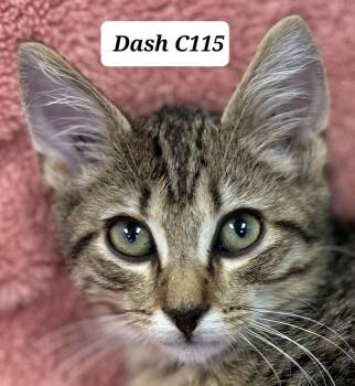 Dash C115 -  Domestic Short Hair Cat for Adoption in Morganton, North Carolina - Dash C115 | PetCurious