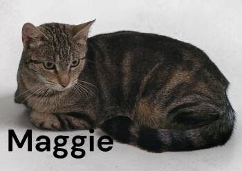 Maggie -  Tabby Cat for Adoption in Weems, Virginia - Maggie | PetCurious