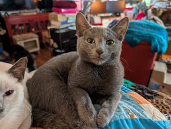 Hekili - C10721ssb -  Russian Blue Cat for Adoption in Burlington, Washington - Hekili - C10721ssb | PetCurious