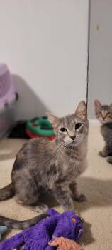 Rescue Domestic Short Hair Cats for Adoption in Mokena, Illinois - Cookie Cat | PetCurious