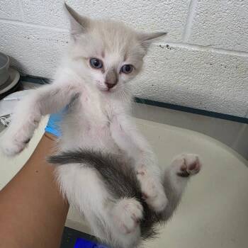 Ninja Cat -  Domestic Medium Hair Cat for Adoption in Edinburg, Texas - Ninja Cat | PetCurious