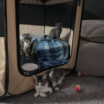 Stubby -  Domestic Short Hair Cat for Adoption in Walker, Michigan - Stubby | PetCurious