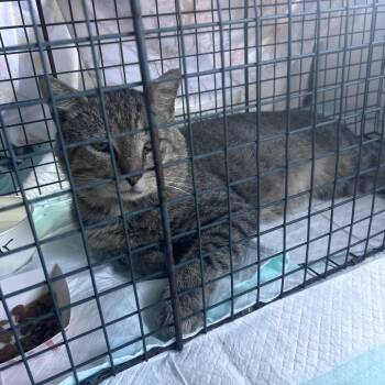 Oscar Wilde -  Domestic Short Hair Cat for Adoption in Rocky Mount, Virginia - Oscar Wilde | PetCurious