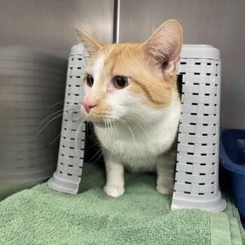 Domestic Short Hair Cats Available for Adoption - Danny | PetCurious