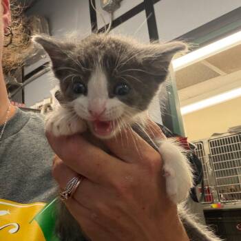 Captain Crunch -  Domestic Medium Hair Cat for Adoption in Lake Jackson, Texas - Captain Crunch | PetCurious