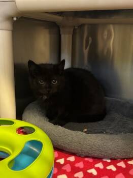 Rescue Domestic Short Hair Cats for Adoption in Pomona, New York - Mr.Bates | PetCurious
