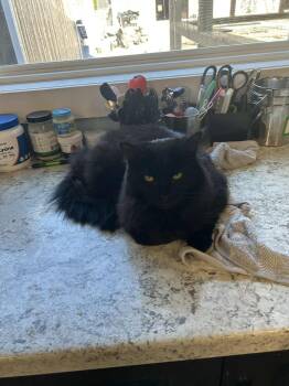 Rescue Domestic Long Hair Cats for Adoption in Warren, Ohio - Mentee | PetCurious