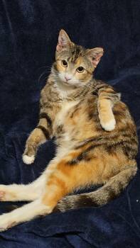 Domestic Short Hair Cats Available for Adoption - Willow | PetCurious