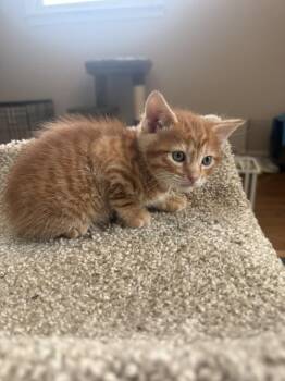 Domestic Short Hair Cats Available for Adoption in Virginia Beach, Virginia - Harvard | PetCurious