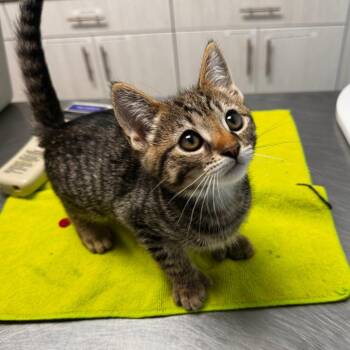 Tiptoes -  Extra Toes Cat Hemingway Polydactyl Cat for Adoption in Riverside, California - Tiptoes | PetCurious