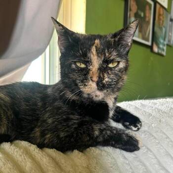 Velveeta -  Domestic Short Hair Cat for Adoption in North Huntingdon, Pennsylvania - Velveeta | PetCurious