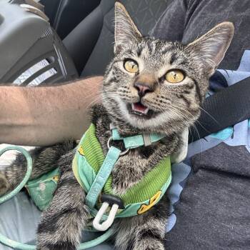 Domestic Short Hair Cats Available for Adoption in Penryn, California - Maple | PetCurious