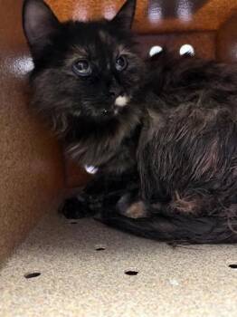 Domestic Medium Hair Cats Available for Adoption in El Paso, Texas - Sauza | PetCurious