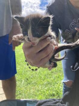 KITTEN 2 -  Domestic Short Hair Cat for Adoption in Dallas, Texas - KITTEN 2 | PetCurious