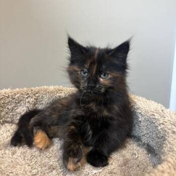 Sweet Cheeks (orange collar) -  Domestic Medium Hair Cat for Adoption in Puslinch, Ontario - Sweet Cheeks (orange Collar) | PetCurious