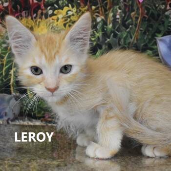 Leroy -  Domestic Medium Hair Cat for Adoption in Yuma, Arizona - Leroy | PetCurious