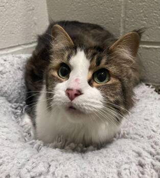 Domestic Medium Hair Cats Available for Adoption in Jackson, Michigan - Noble | PetCurious