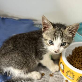 Tagger Boy -  Domestic Short Hair Cat for Adoption in Newport, North Carolina - Tagger Boy | PetCurious