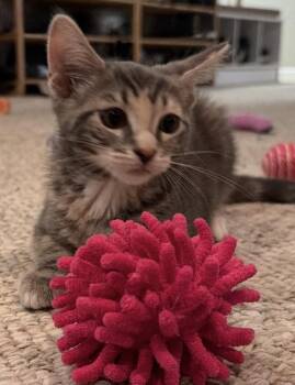 Rumours: Dreams -  Tabby Cat for Adoption - Rumours: Dreams | PetCurious