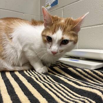Domestic Short Hair Cats Available for Adoption in Bristol, Indiana - Jinu | PetCurious