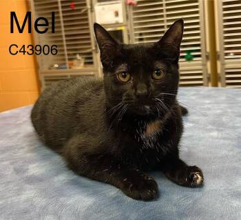 Domestic Short Hair Cats Available for Adoption in Clarksville, Tennessee - Sophie | PetCurious
