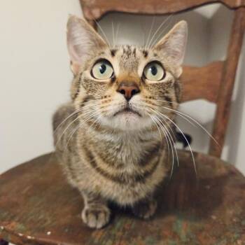 Mia -  Domestic Short Hair Cat for Adoption in New Albany, Ohio - Mia | PetCurious