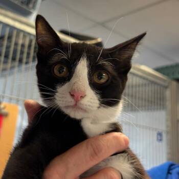 Sangria -  Domestic Medium Hair Cat Available for Adoption in Goleta, California - Sangria | PetCurious