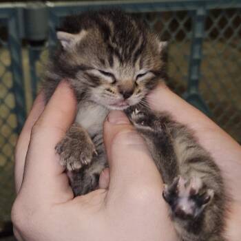 Domestic Short Hair Cats Available for Adoption in Inman, South Carolina - Frannie | PetCurious