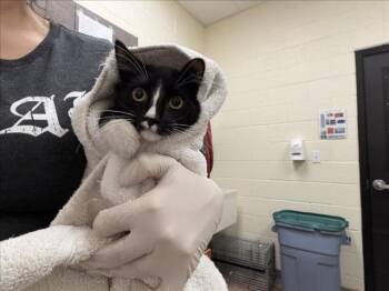 KEYBOARD -  Domestic Medium Hair Cat for Adoption in Santa Fe, New Mexico - KEYBOARD | PetCurious