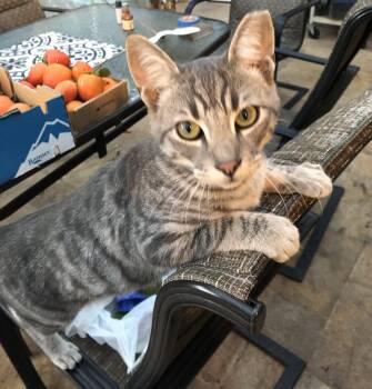 Athos (Courtesy Post) -  Domestic Short Hair Cat for Adoption in San Jose, California - Athos (Courtesy Post) | PetCurious