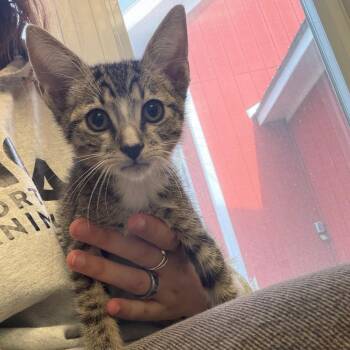 Domestic Short Hair Cats Available for Adoption in Morristown, Vermont - Tank | PetCurious