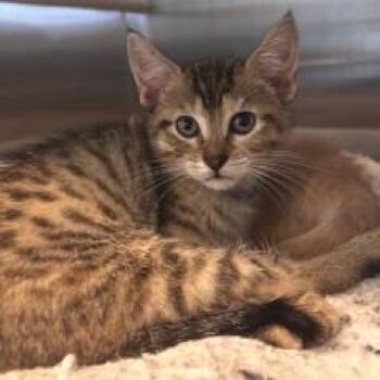 NCI5645 Arial -  Domestic Short Hair Cat for Adoption in Port Washington, New York - NCI5645 Arial | PetCurious