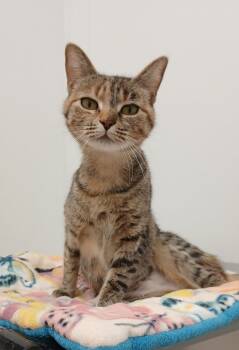 Torbie and Domestic Short Hair Cats Available for Adoption - Sheeba | PetCurious