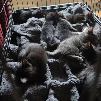 Stark -  Domestic Short Hair Cat for Adoption in Fairport, New York - Stark | PetCurious