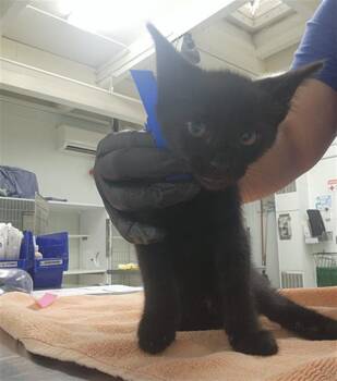 A882817 -  Domestic Short Hair Cat for Adoption in Camarillo, California - A882817 | PetCurious
