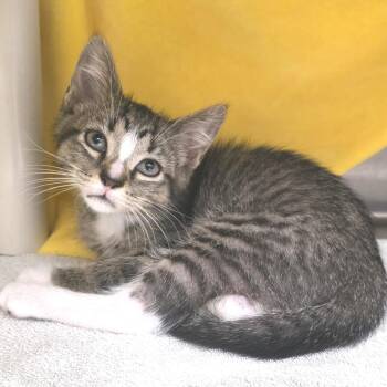 Blaze -  Domestic Short Hair Cat for Adoption in Fort Wayne, Indiana - Blaze | PetCurious