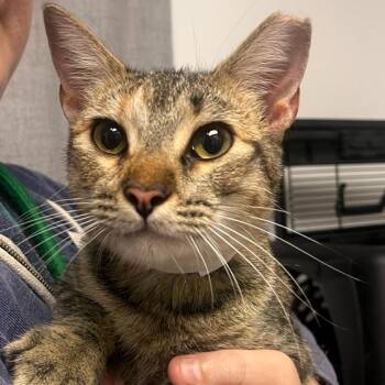 Little Lady -  Domestic Short Hair Cat for Adoption in Hattiesburg, Mississippi - Little Lady | PetCurious