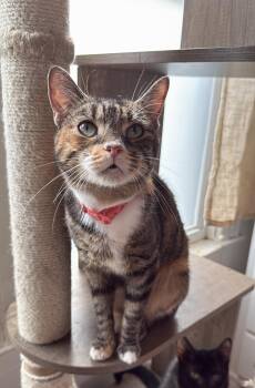 Rescue Tabby and Calico Cats for Adoption in New York, New York - CHAI | PetCurious
