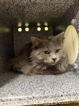 Domestic Long Hair Cats Available for Adoption in Indianapolis, Indiana - DAMON | PetCurious